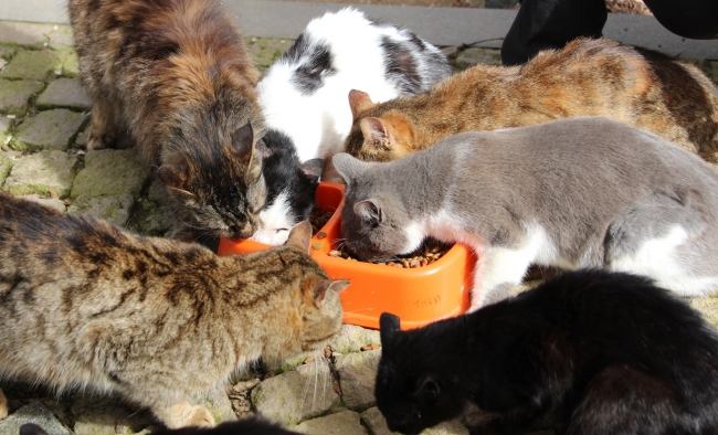 Kediler yemeğe "Türk Marşı"yla davet ediliyor